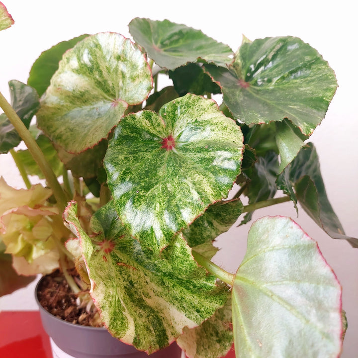 Begonia 'Rouge Variegated'