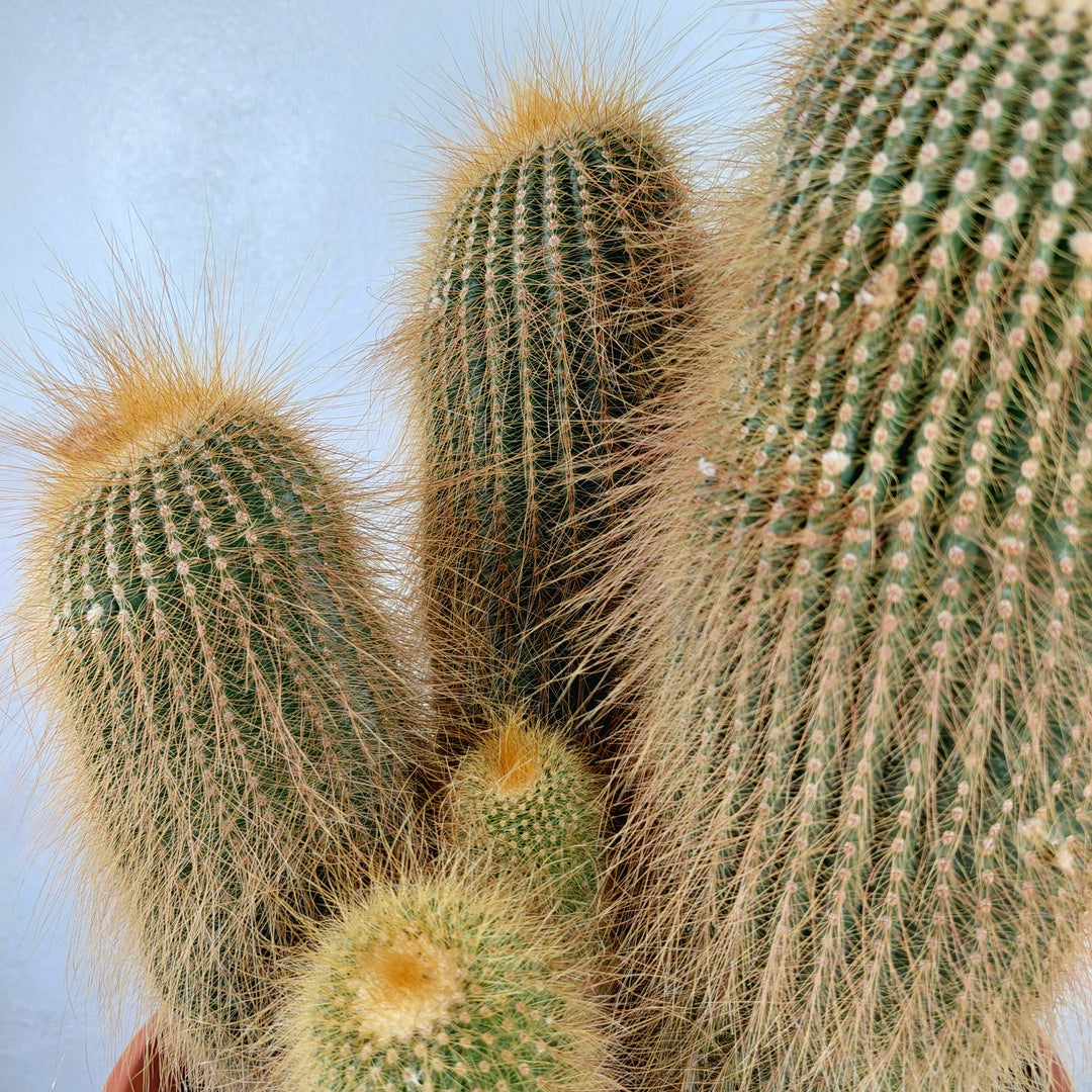 Parodia (Eriocactus) leninghausii – Golden Ball Cactus