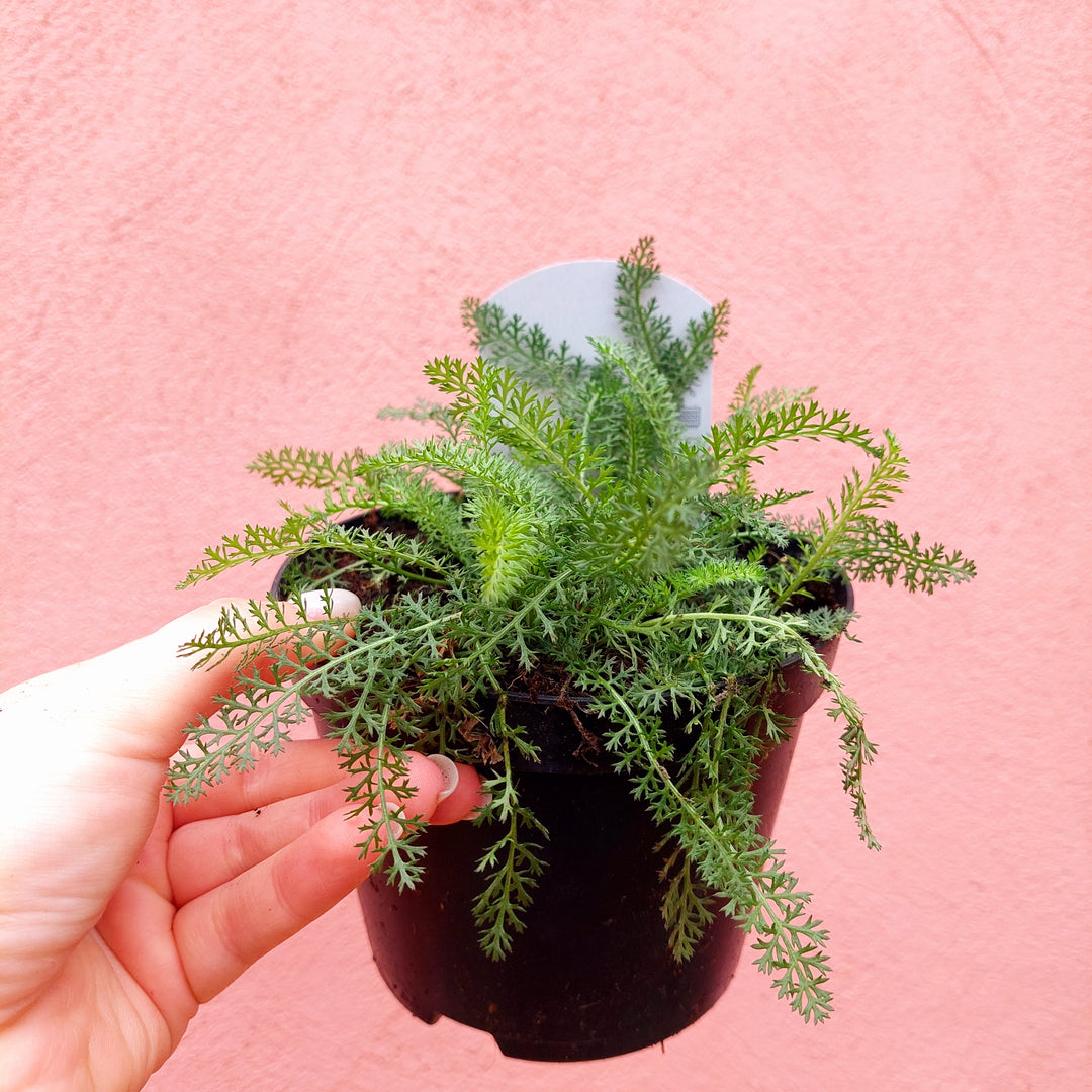 Herbaceous Perennial Lucky Dip