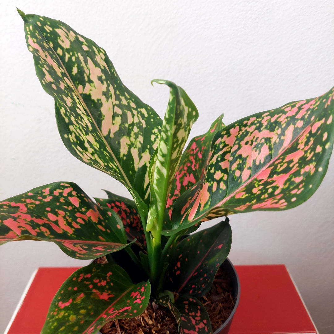 Aglaonema 'Pink Leopard' – Chinese Evergreen