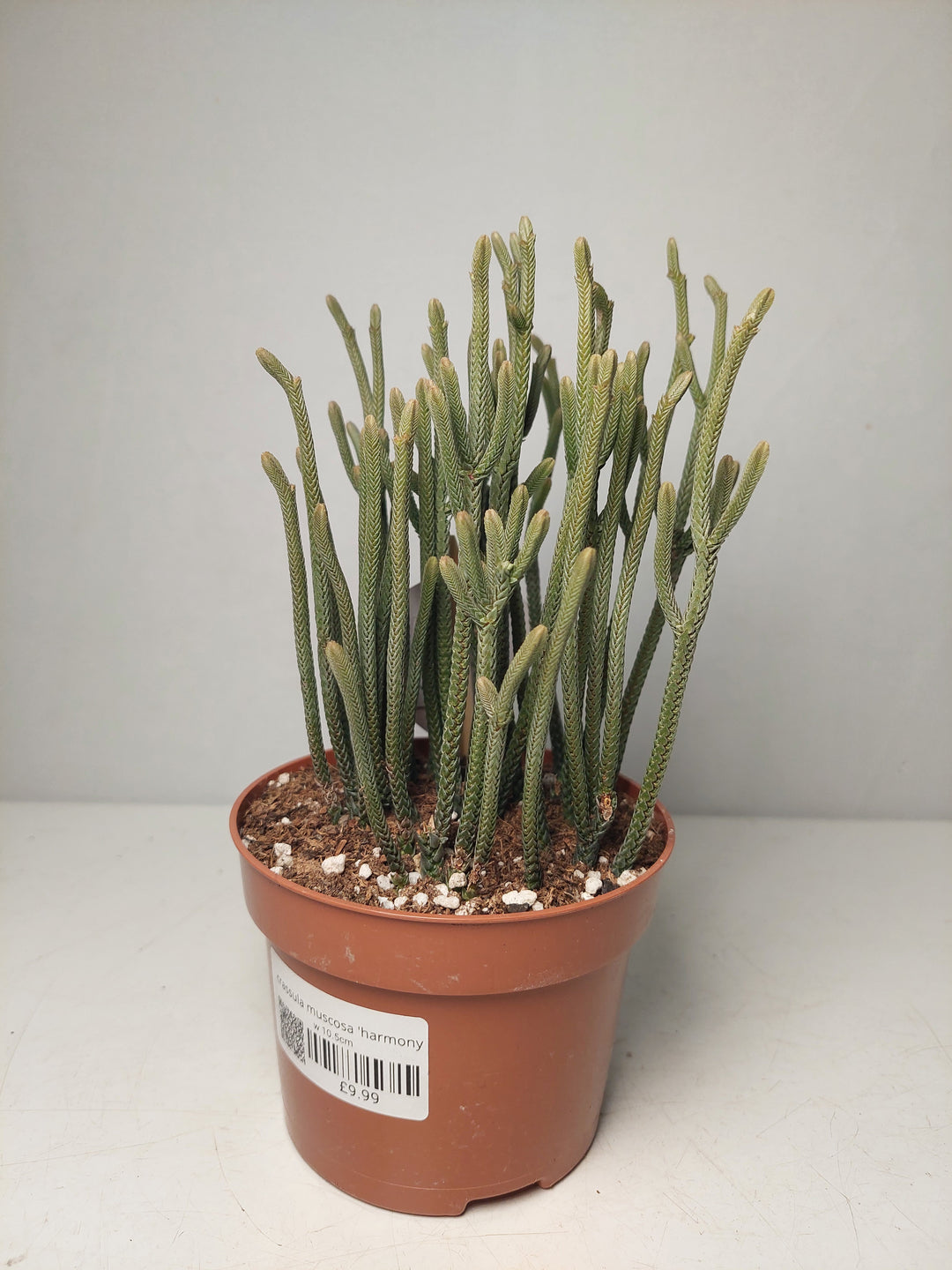 Crassula muscosa 'Harmony in Green' - Watch Chain Plant