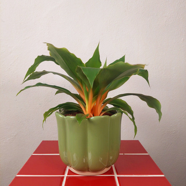 Scalloped Ceramic Plant Pot (Green or Burgundy)