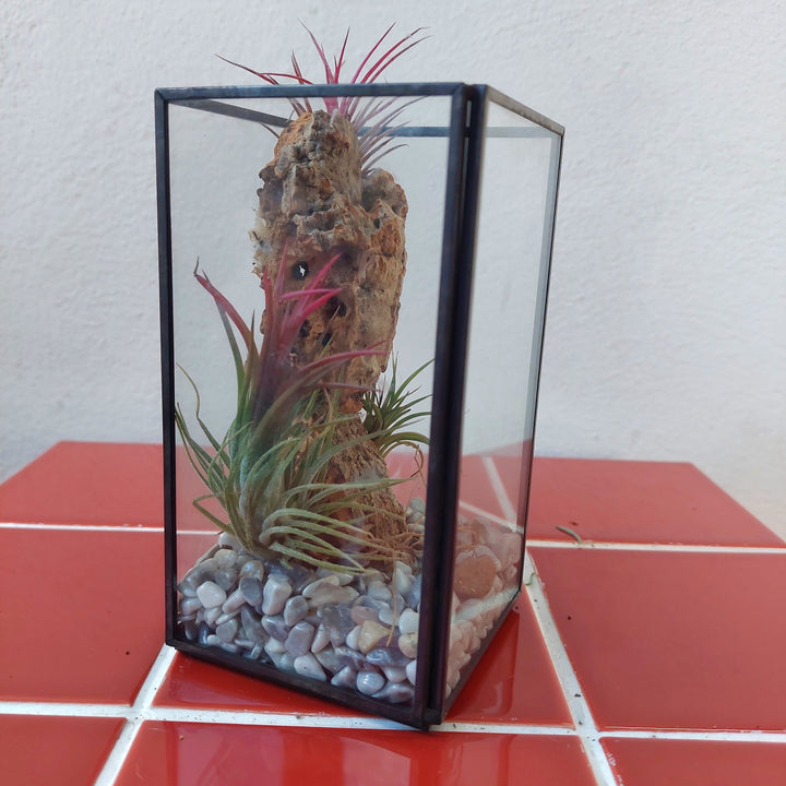 Plant.Studio Open-Air Plant Terrarium Lucky Dip – Mini Indoor Garden