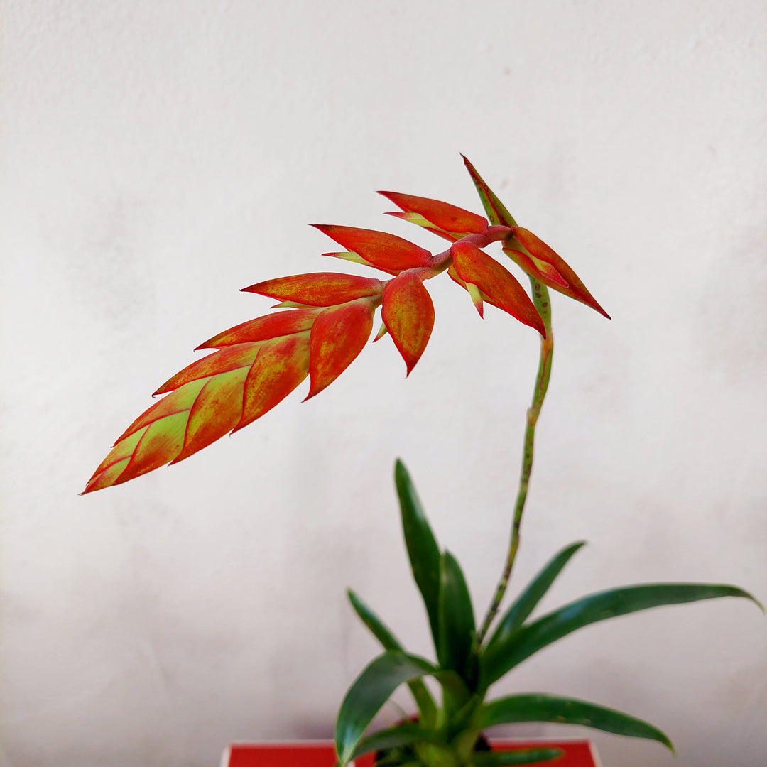 buy air plants uk Tillandsia dyeriana — Rare Orange Air Plant