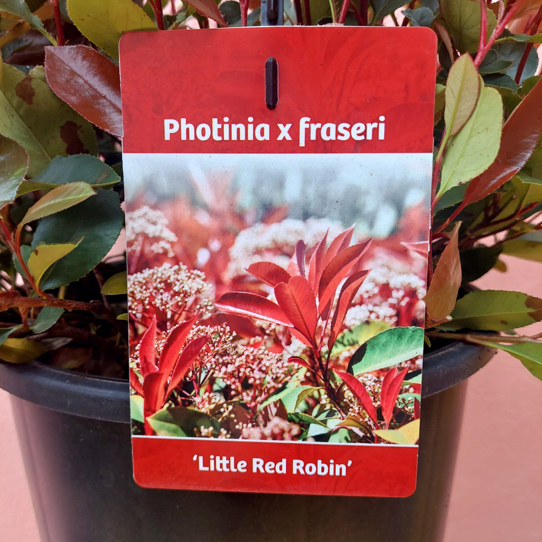 Photinia × fraseri ‘Red Robin’ – Evergreen Shrub