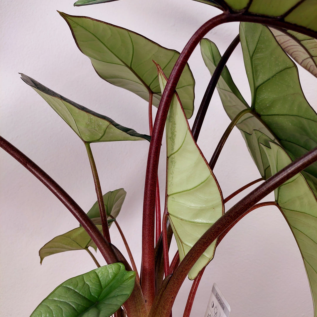 Alocasia Platinum