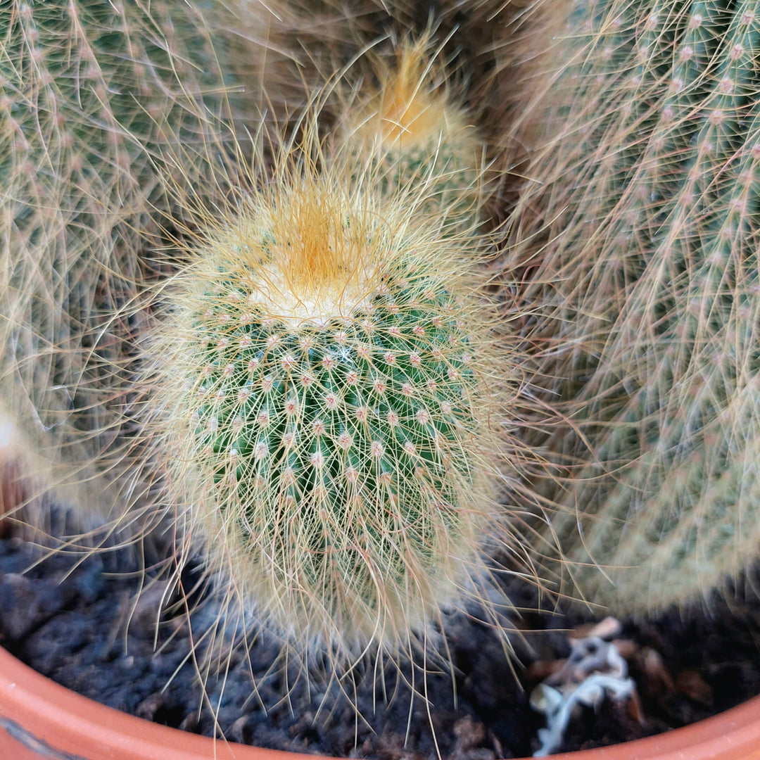 Parodia (Eriocactus) leninghausii – Golden Ball Cactus