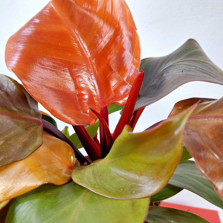 Philodendron 'Sunlight'