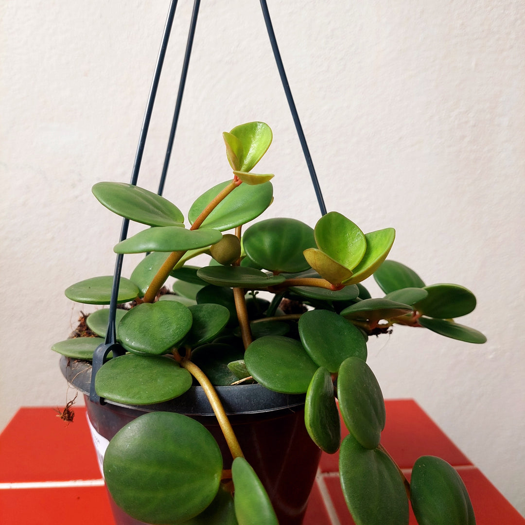 Peperomia Hope