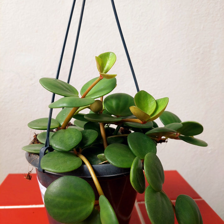 Peperomia Hope