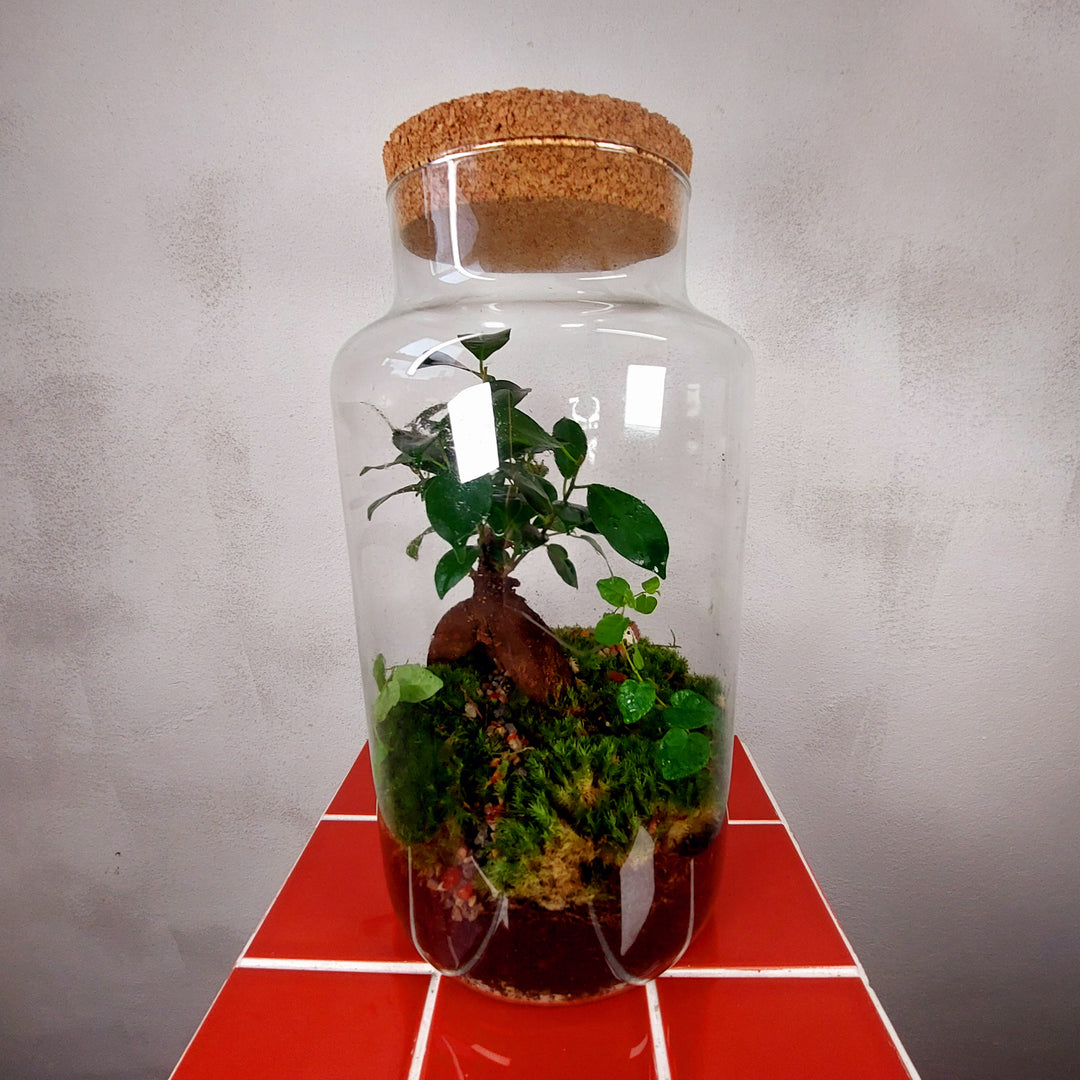 Plant.Studio 'Borrowers' Terrarium