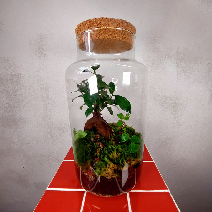 Plant.Studio 'Borrowers' Terrarium