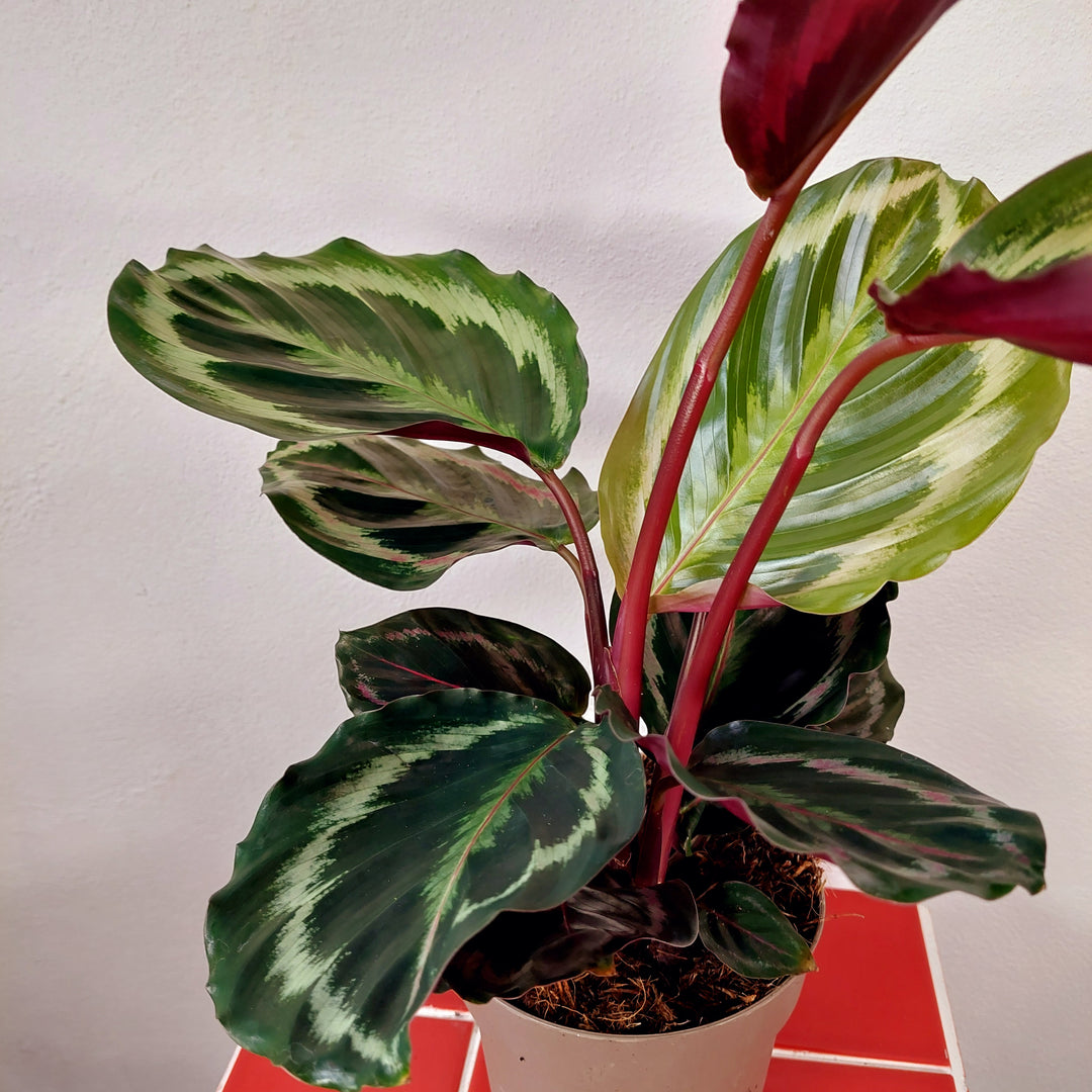 Calathea Medallion - Prayer plant