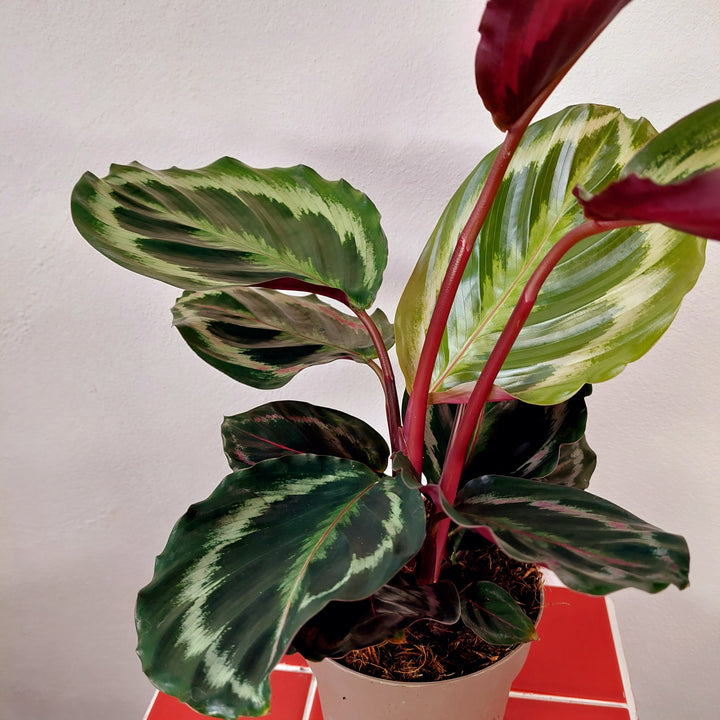 Calathea Medallion - Prayer plant