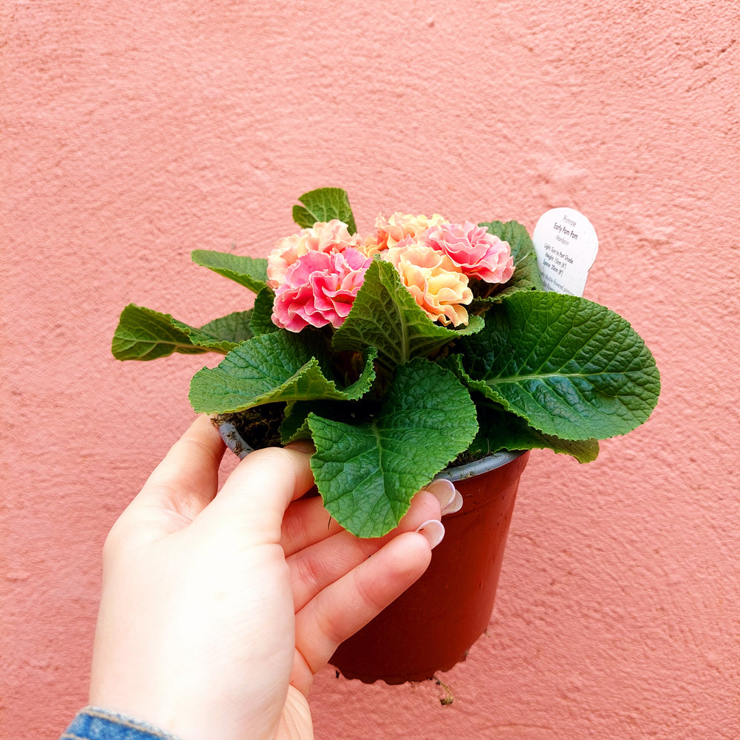 Primrose ‘Pom Pom’