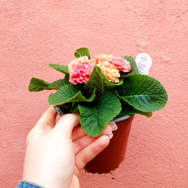 Primrose ‘Pom Pom’
