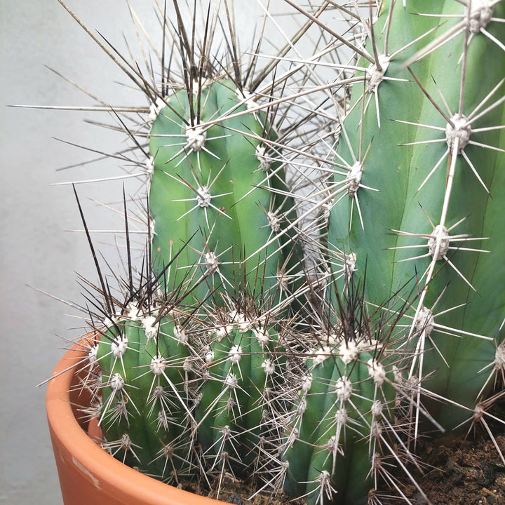 Stetsonia coryne (Toothpick Cactus) in Terracotta