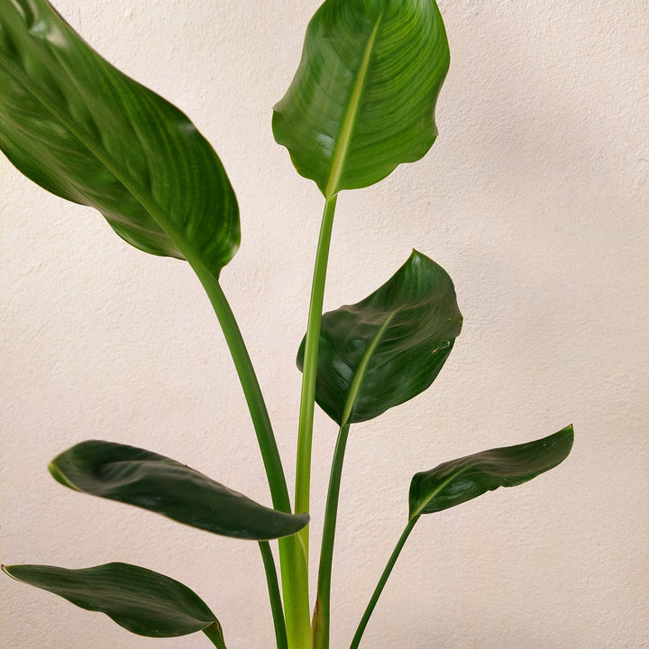 Strelitzia reginae – Bird of Paradise