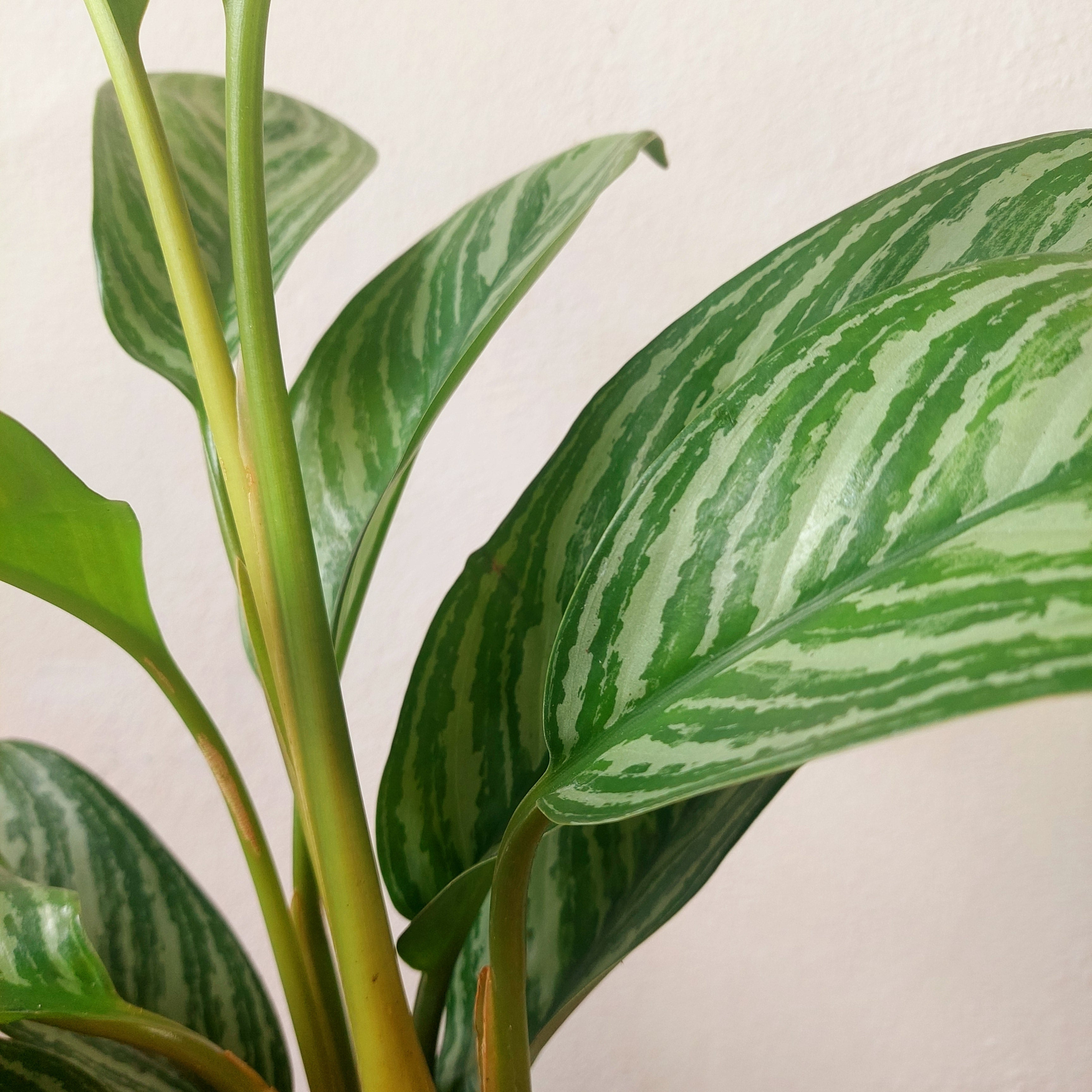 Aglaonema 'Stripes' – Chinese Evergreen | Easy Low-Light