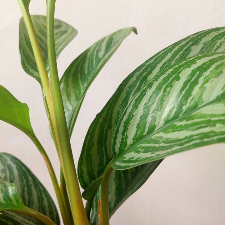 Aglaonema ‘Stripes’ - Chinese Evergreen