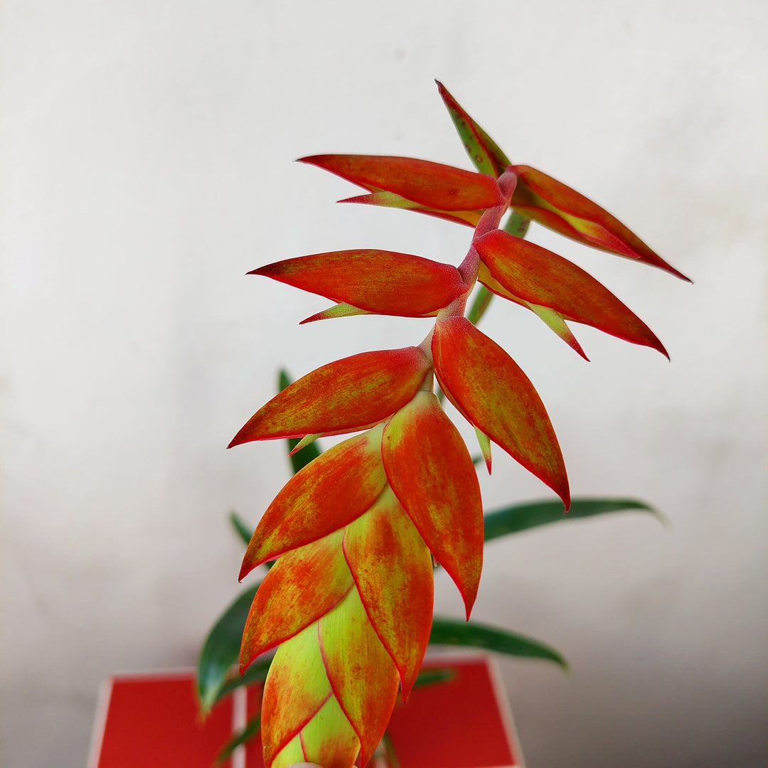 orange air plant Tillandsia dyeriana — Rare Orange Air Plant