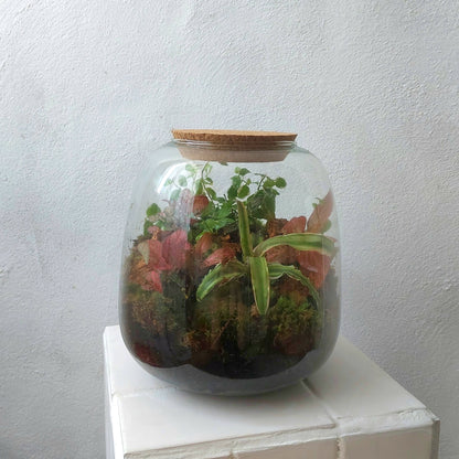 Plant studio Terrarium Nana