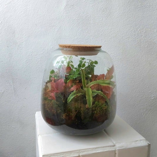 Plant studio Terrarium Nana