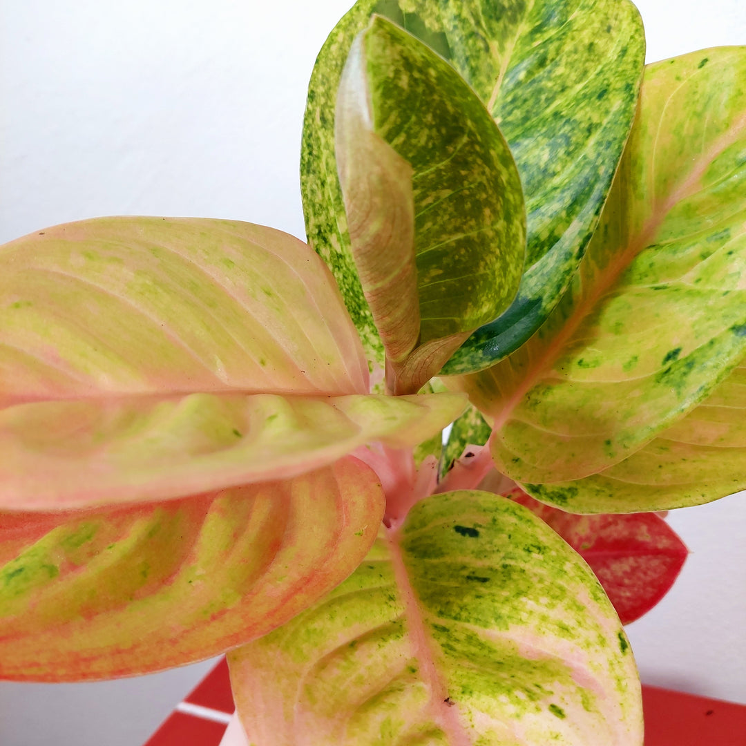 Aglaonema Apple Fantasy – Chinese Evergreen