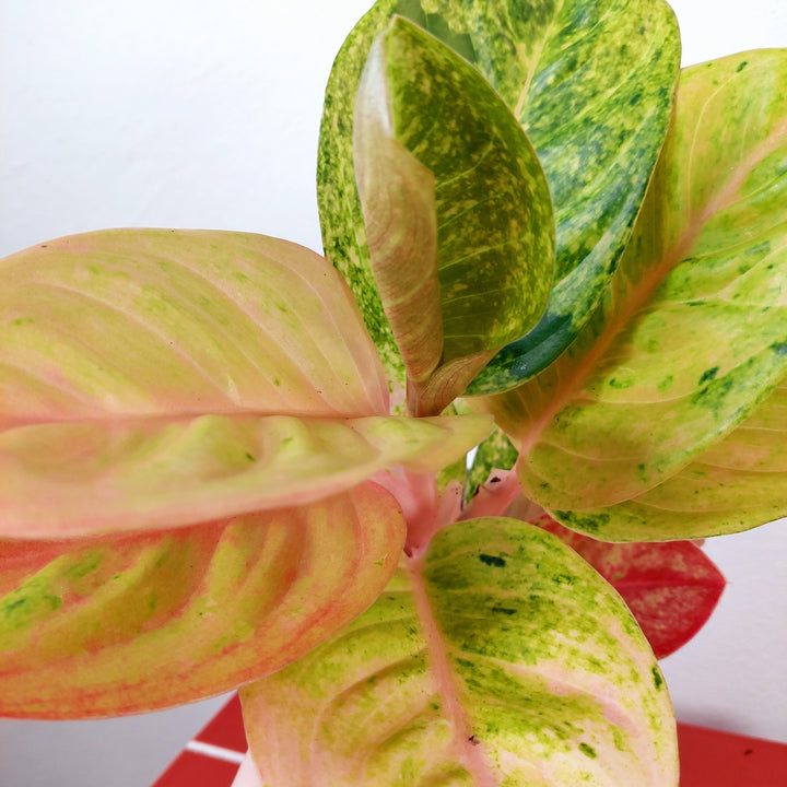Aglaonema Apple Fantasy – Chinese Evergreen