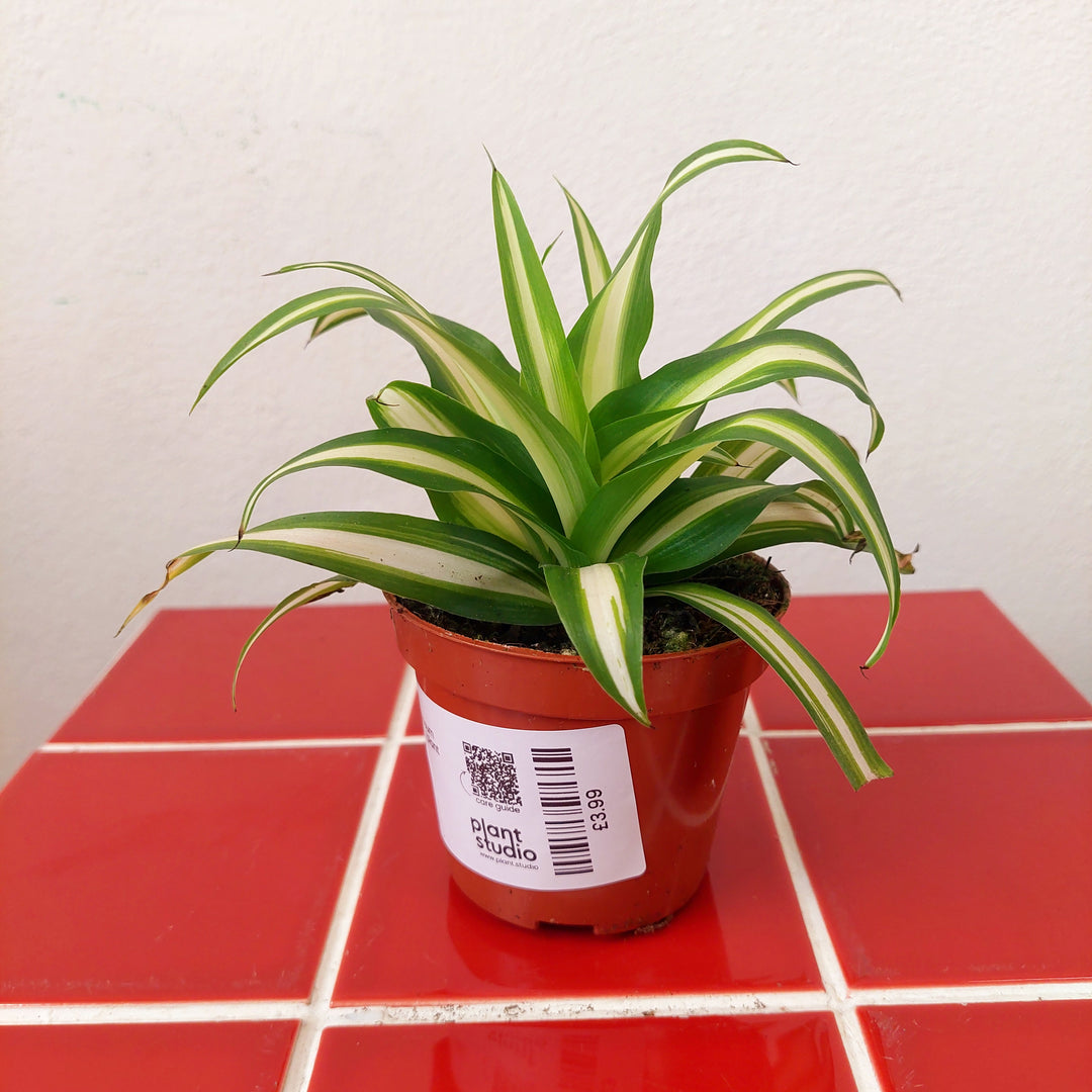 RESCUE Chlorophytum Comosum 'variegatum' - Spider plant