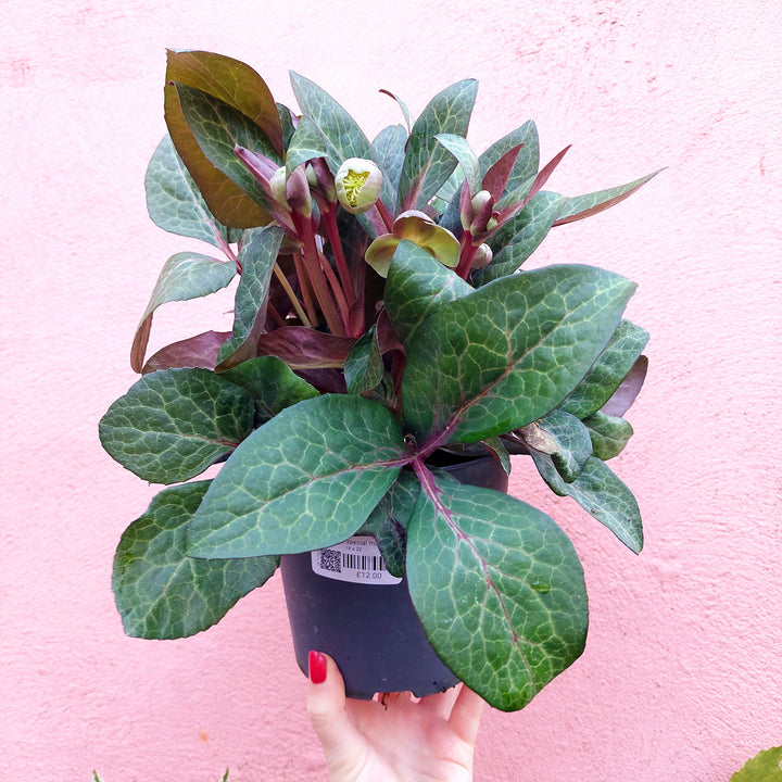 Helleborus special mix lucky dip