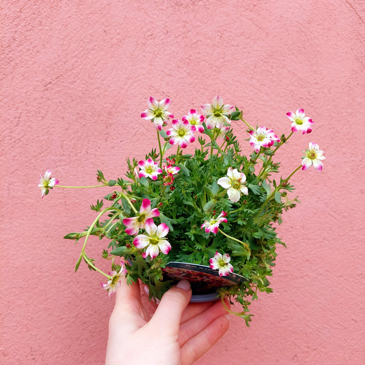 Saxifraga Lucky Dip - UK Grown
