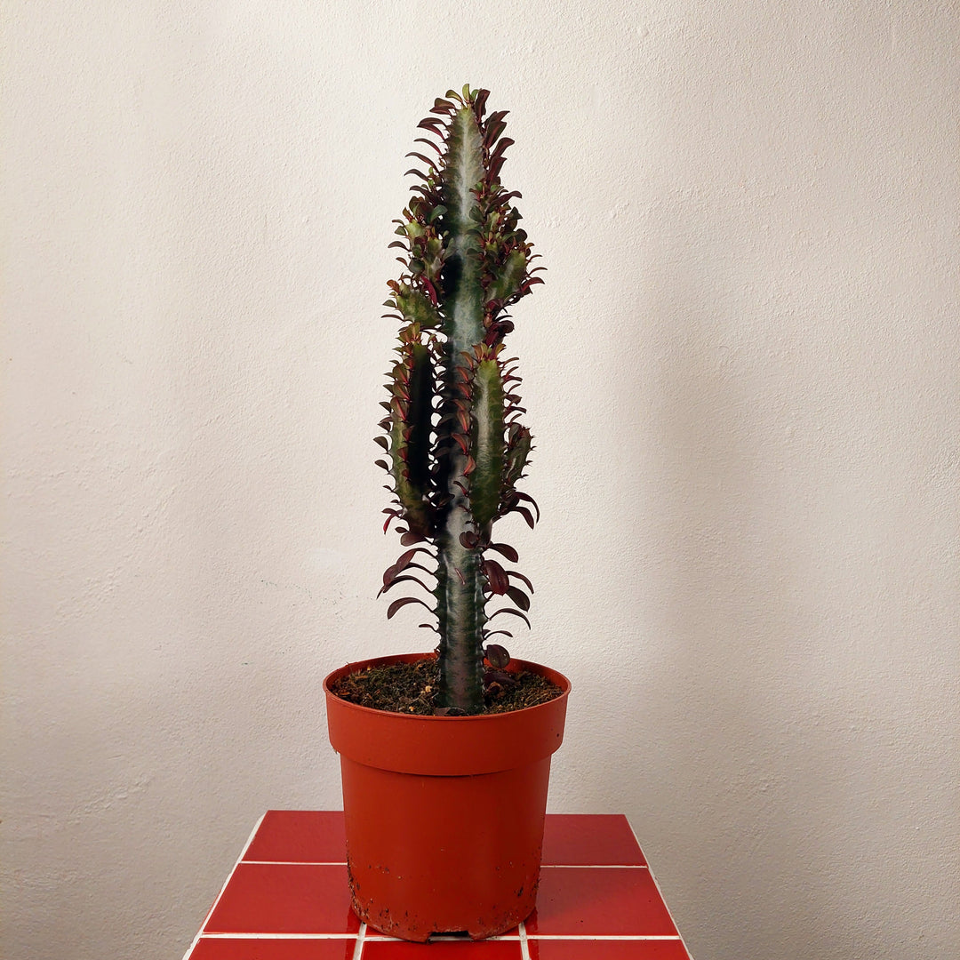 Euphorbia Trigona  Rubra