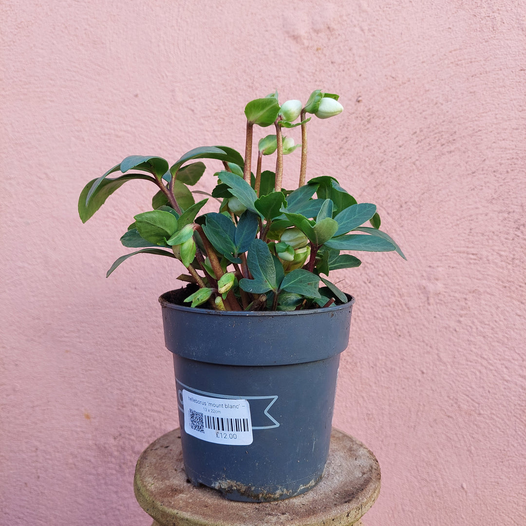 Helleborus ‘Mount Blanc’ – Winter Rose