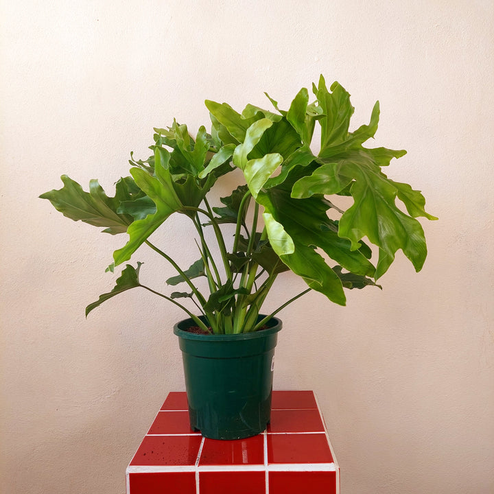 Philodendron ‘Little Hope’ – Tree Philodendron