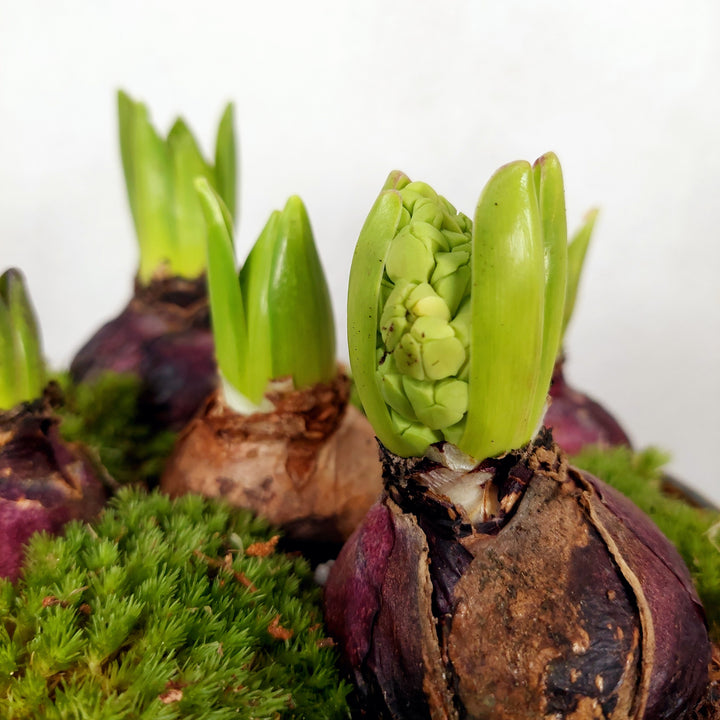 Hyacinth Hera bowl Arrangement