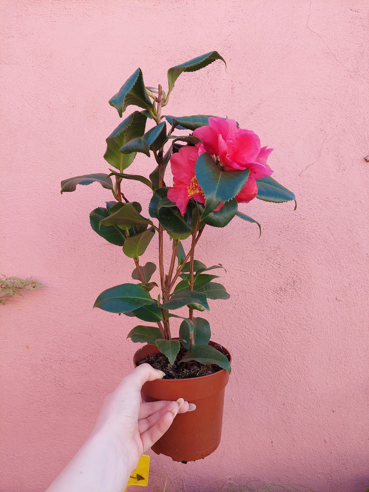 Camellia Dr. King