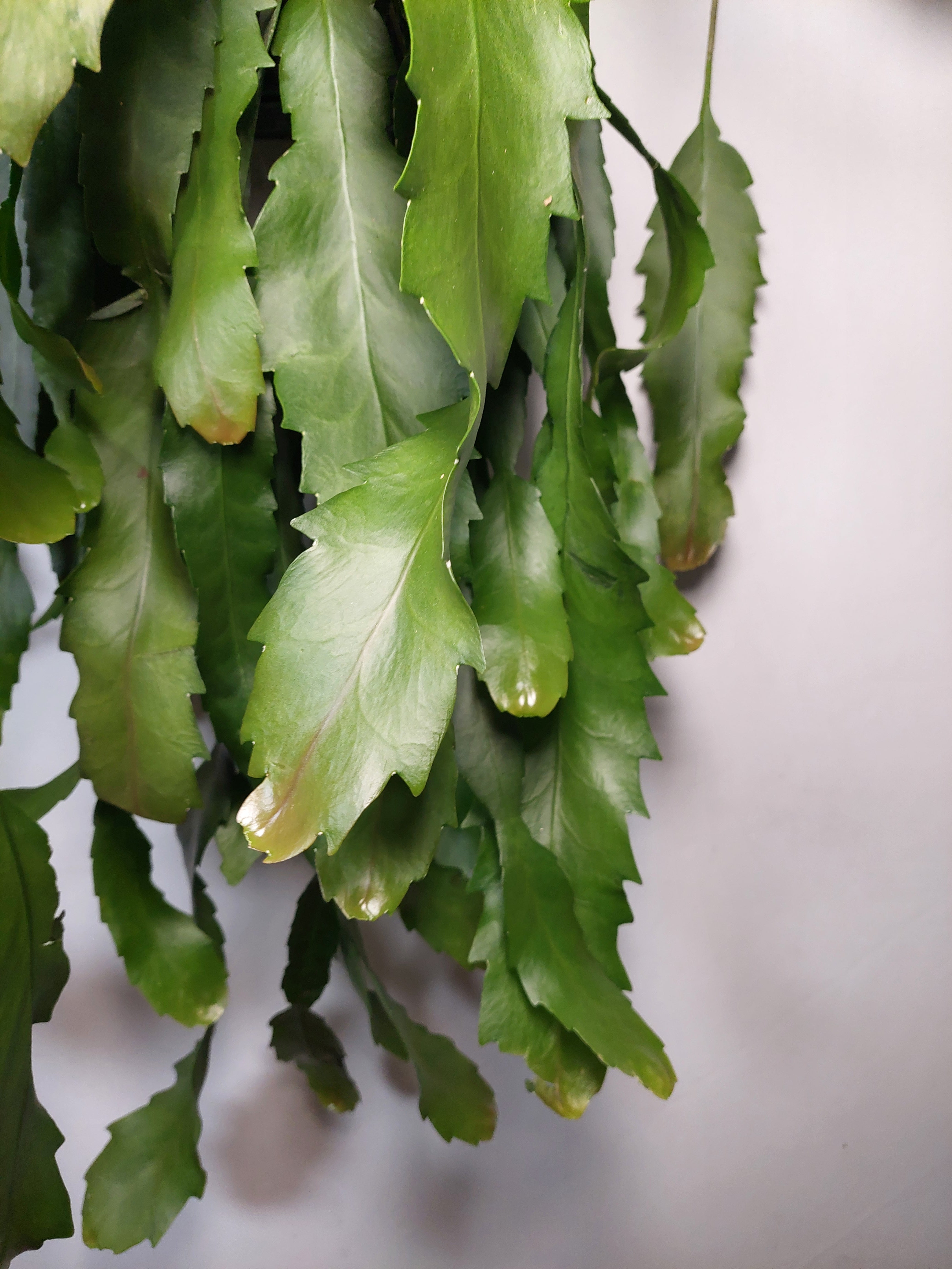 Houseplants
