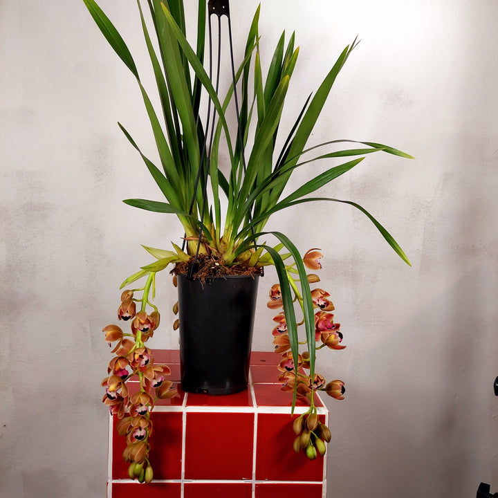 Cymbidium ‘Novia’ - boat orchid