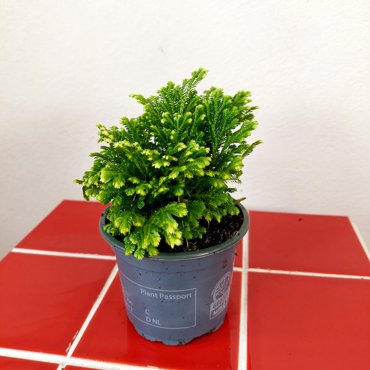 Selaginella martensii Jori - Martens Club Moss.