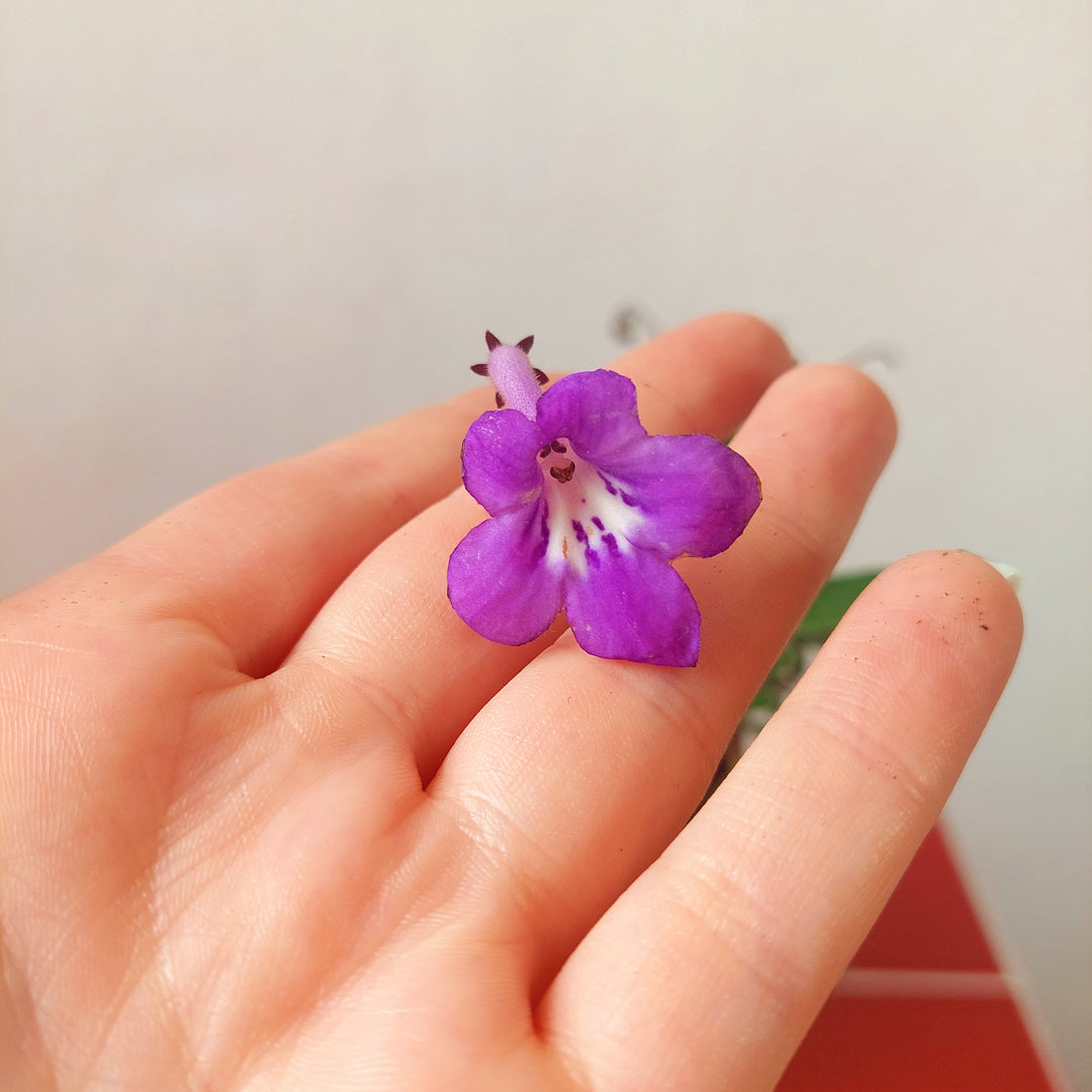 Streptocarpus saxorum – False African Violet