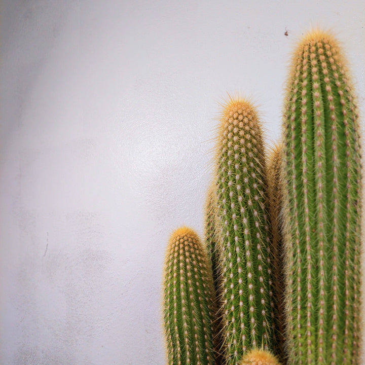 Espostoa (Vatricania) Guentheri in Terracotta