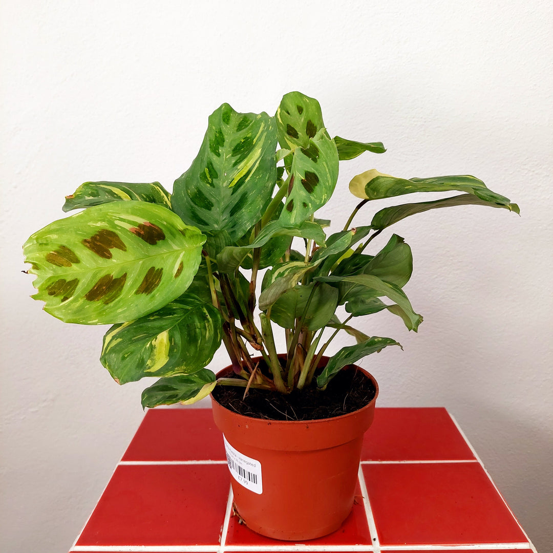 Maranta Fiesta - Variegated Maranta