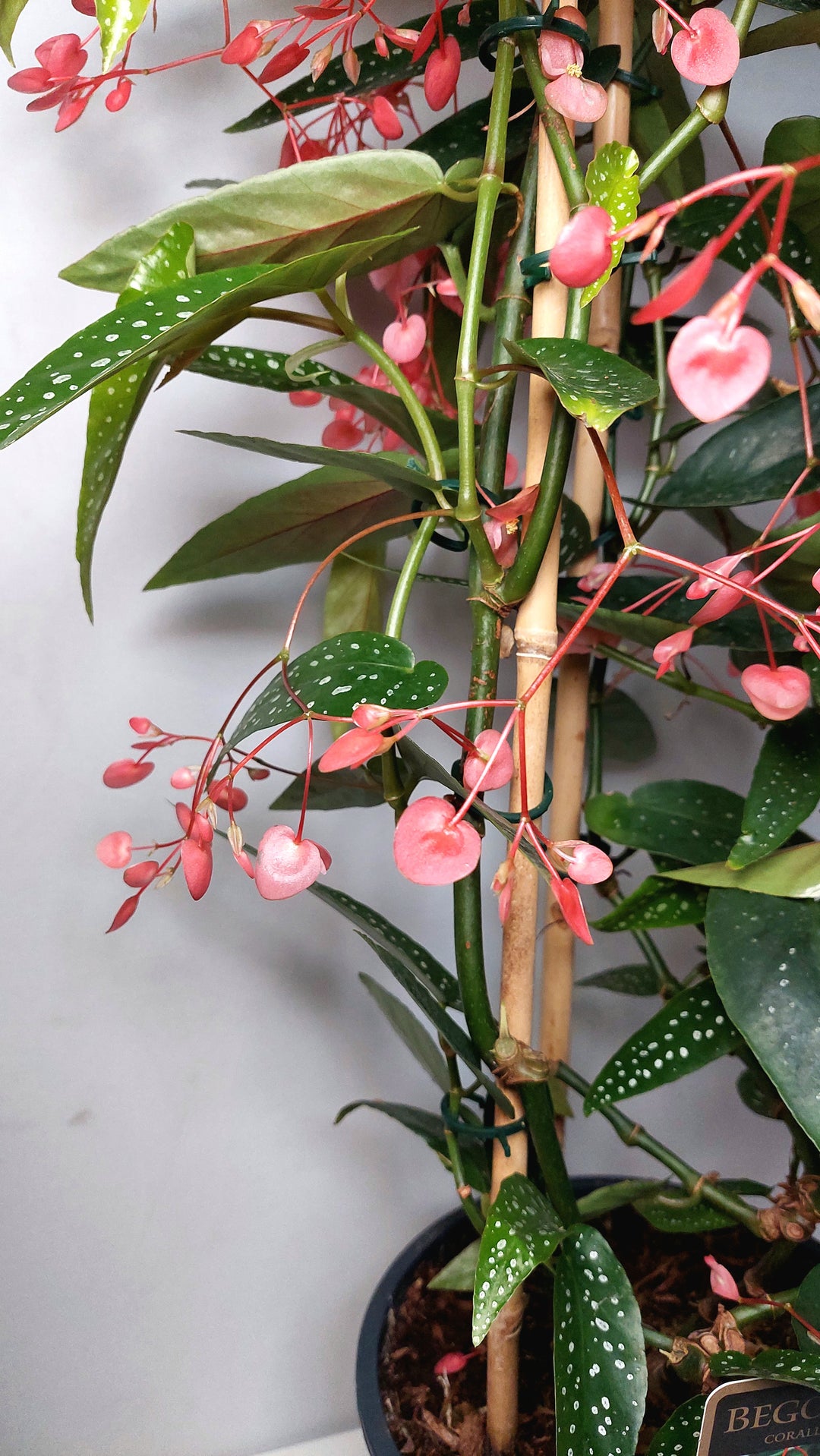 Begonia Corallina Roze - Angel Wing Begonia