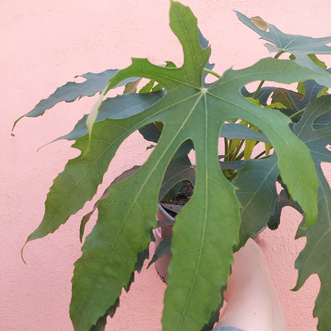 Fatsia Japonica Green Fingers