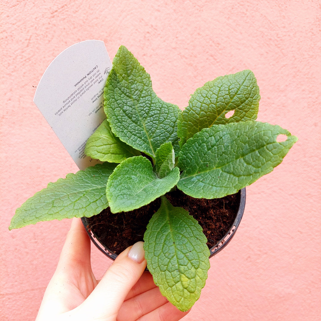 Herbaceous Perennial Lucky Dip