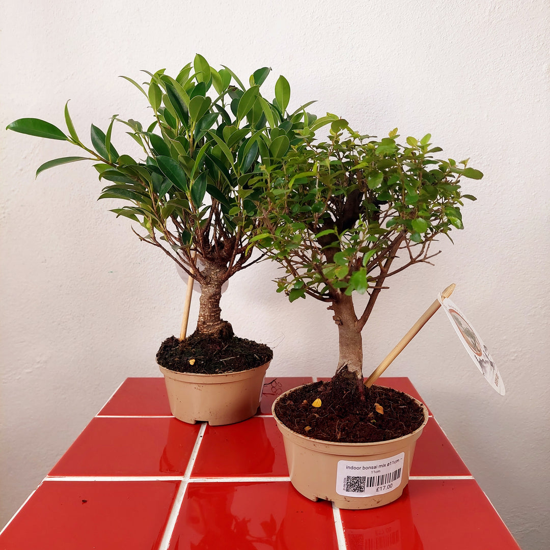 Indoor Bonsai Mix Ø11cm – Nursery Pot