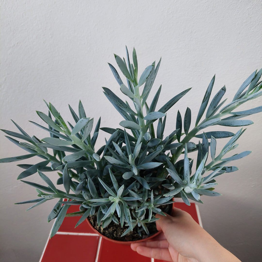 mount everest succulent Curio (Senecio) 'Mount Everest' – Blue Columnar Succulent Houseplant