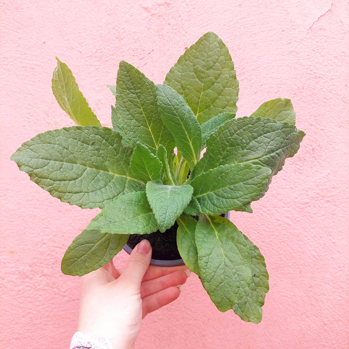 Digitalis purpurea – Foxglove Lucky Dip (UK Grown)