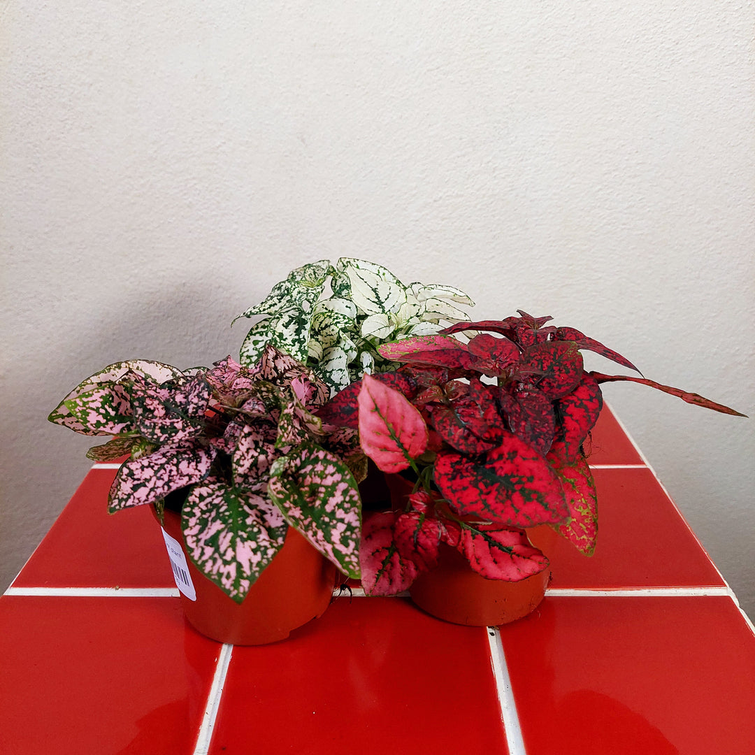 Hypoestes - Polka dot Plant